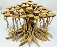 Driftwood bonsai tree for sale  Platte City