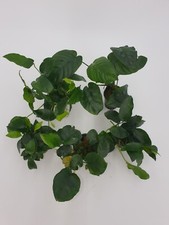 Wasserpflanzen set anubias gebraucht kaufen  Neukirchen/Erzgeb.