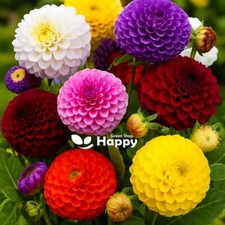 Dahlia pompone double for sale  DONCASTER