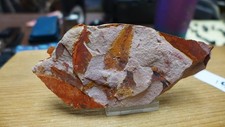 plant fossils for sale  Ardmore