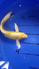 11in yello ogon for sale  Punta Gorda