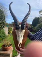 Beautiful african springbok for sale Beautiful african springbok for sale  SOUTHEND-ON-SEA