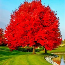 Live red maple for sale Live red maple for sale  English