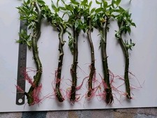 willow cuttings for sale willow cuttings for sale LEICESTER