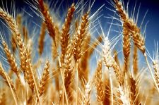 Organic einkorn triticum for sale  Saint Augustine