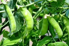 Sugar snap pea for sale  Deltona