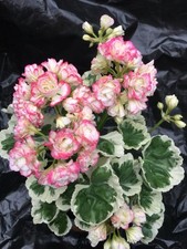 Pelargonium geranium rosebud for sale  NORTHWICH