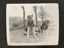 German shepherd dogs for sale  Portland