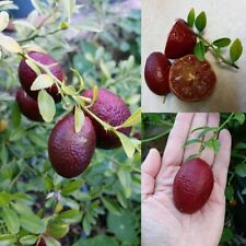 Raro AUSTRALIANO cal vermelha - 3 estacas, madeira descendente, sem raízes comprar usado  Enviando para Brazil