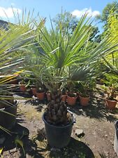 6ft ltr pot for sale  CLITHEROE