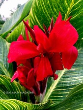 Variegated canna lily for sale  Corpus Christi