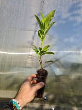 100x cherry laurel for sale  BURTON-ON-TRENT