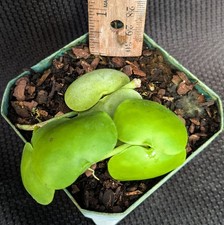 Dischidia albiflora shingle for sale  Reddick