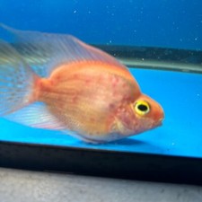 Red spot parrot for sale  USA