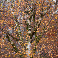 Silver birch trees for sale  HADDINGTON