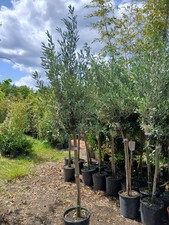 Olive tree large for sale  EGHAM