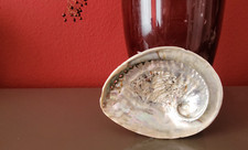 Abalone muschel natur gebraucht kaufen  Nürnberg