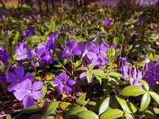 nursery plants for sale nursery plants for sale Mcminnville