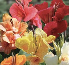 Canna lily rhizome for sale  San Diego