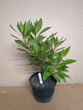 Bay tree plant for sale  ASHFORD