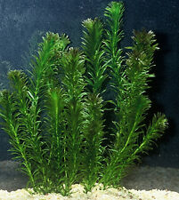 Bunch elodea densa for sale  DRONFIELD