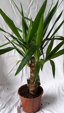 Yucca palme 40 gebraucht kaufen  Oberhausen
