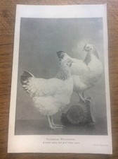 Antique poultry 1920 for sale  HULL