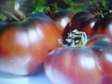 Graines tomates noires d'occasion  Saintes