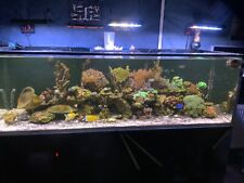 Meerwasseraquarium komplett ge gebraucht kaufen  Groß-Umstadt