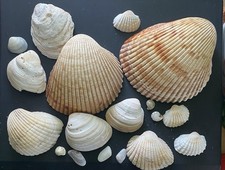 Cockle shells seashells for sale  Abbottstown
