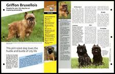 Griffon bruxellois routine for sale  SLEAFORD