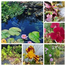 Starter pack pond for sale  BLAIRGOWRIE