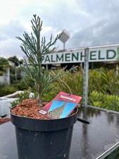 Sequoiadendron giganteum glauc gebraucht kaufen Sequoiadendron giganteum glauc gebraucht kaufen  Nordkirchen