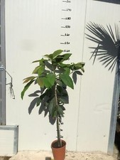 Avocado orotava persea usato  Maddaloni
