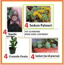 Piante grasse tipi usato  Qualiano