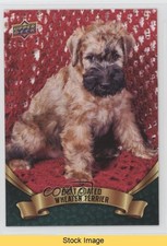 2018 canine collection for sale  Auburn