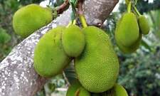 Jackfruit seeds tropical for sale  Vero Beach