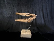 Teschio mosasauro originale usato  Spedire a Italy