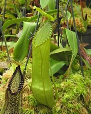 Nepenthes hamata lumut for sale  Winston Salem