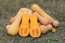 Premium waltham butternut for sale  Otto