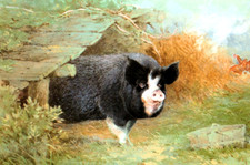 Berkshire pig outside for sale  NELSON