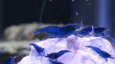 Blue dream neocaridina for sale  Dacula