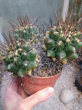 Thelocactus flavus. pot usato  Civitanova Marche