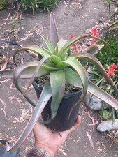 Aloe arborescens rare for sale  Santa Cruz