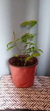 Bamboo dendrocalamus asper for sale  COVENTRY