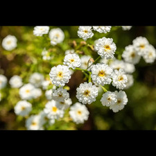 Tanacetum parthenium mutterkra gebraucht kaufen  Deutschland