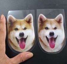 Shiba inu dog d'occasion  Expédié en Belgium