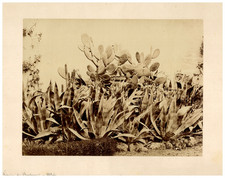 Algeria figuier barbarie d'occasion Algeria figuier barbarie d'occasion  Pagny-sur-Moselle