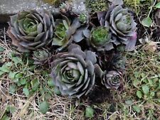 Sempervivum hauswurz stück gebraucht kaufen  Deutschland