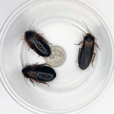 Dubia roach breeder for sale  Blandon